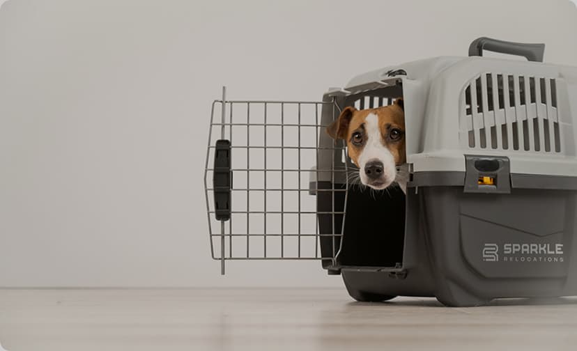PET RELOCATION